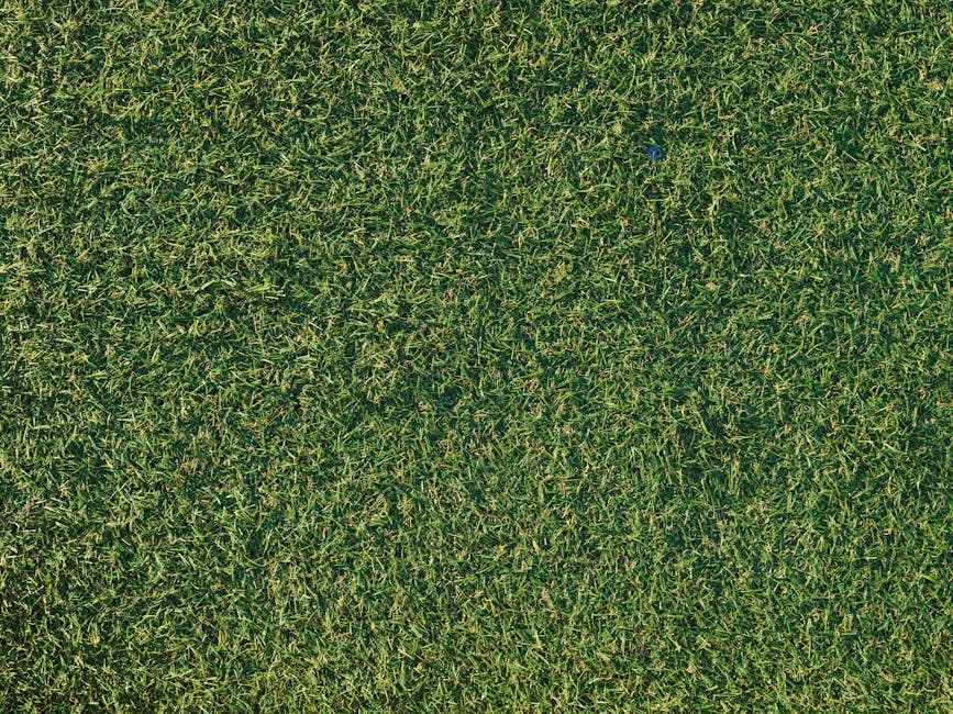 Adelaide backyard split between real lawn and artificial turf showing comparison
