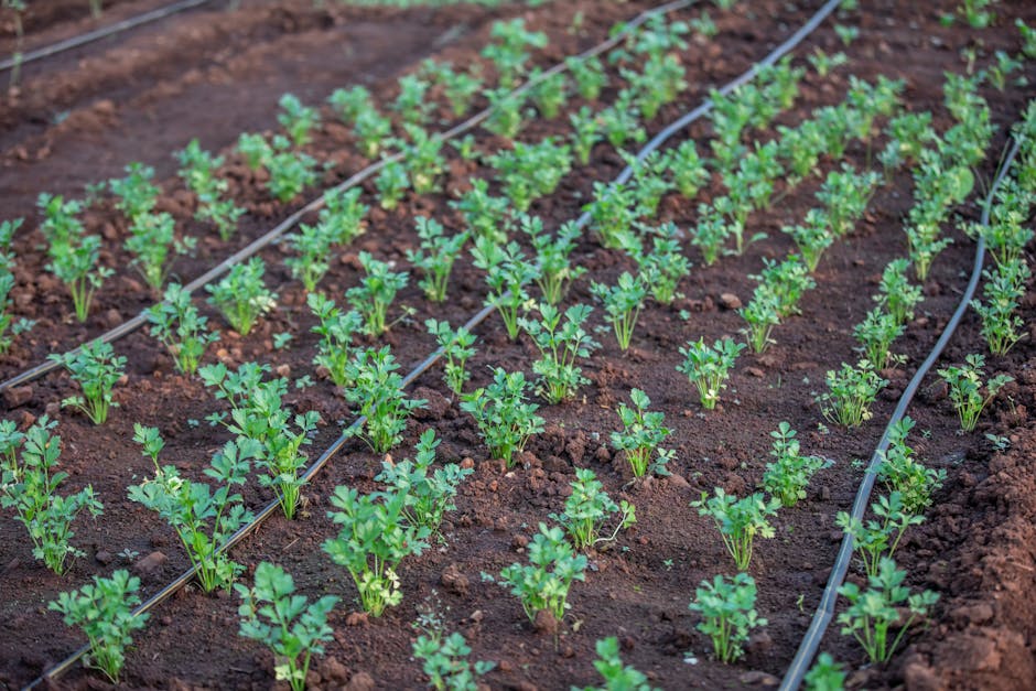 Drip irrigation lines installed in Adelaide native garden bed with mulch cover